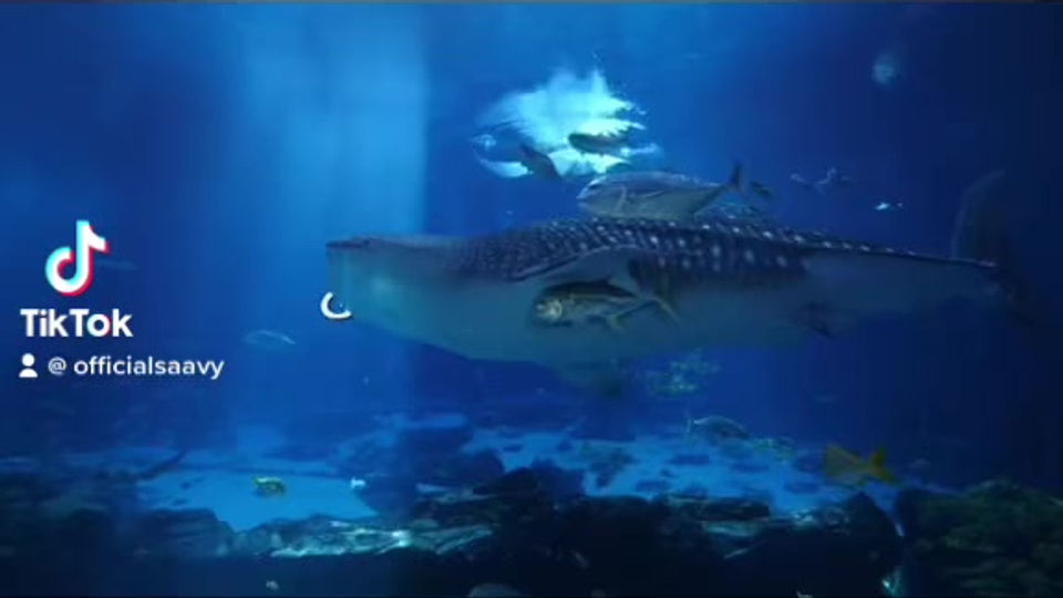 Swimming with Whale Sharks ft Family & Friends